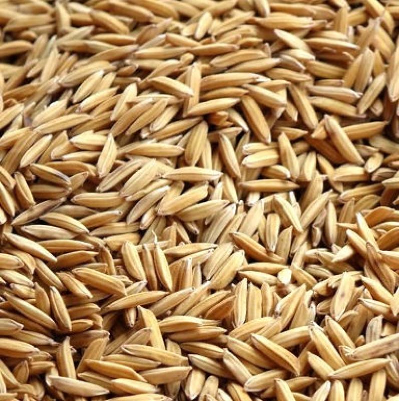 Paddy rijst - Paddy rijst