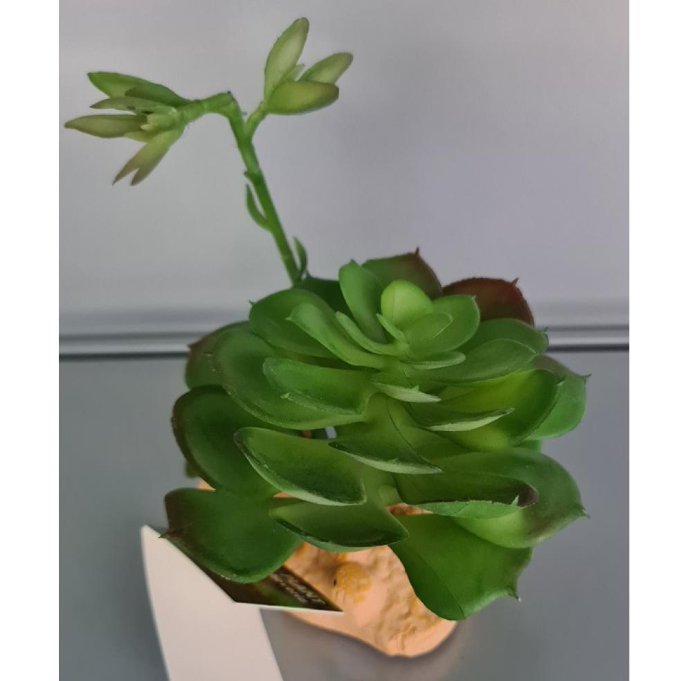 Repto plant - Repto plant