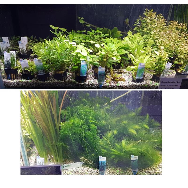 Aquarium planten - Aquarium planten