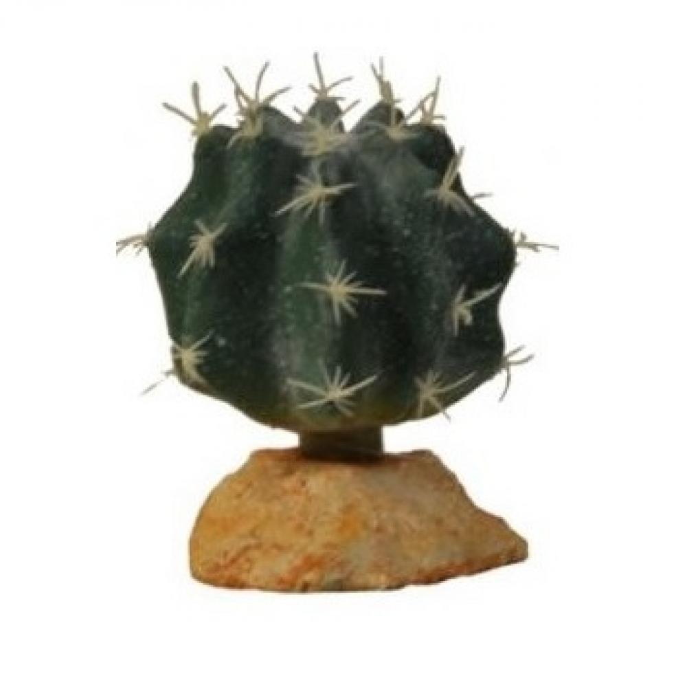Cactus EuroZoo - Cactus EuroZoo