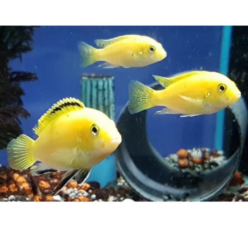 Gele Labidochromis - Gele Labidochromis