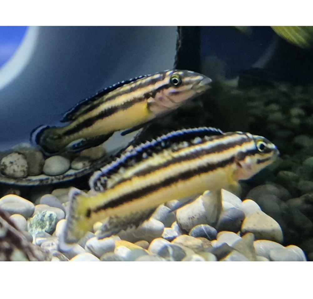 Julidochromis regani "kipili" - Julidochromis regani "kipili"