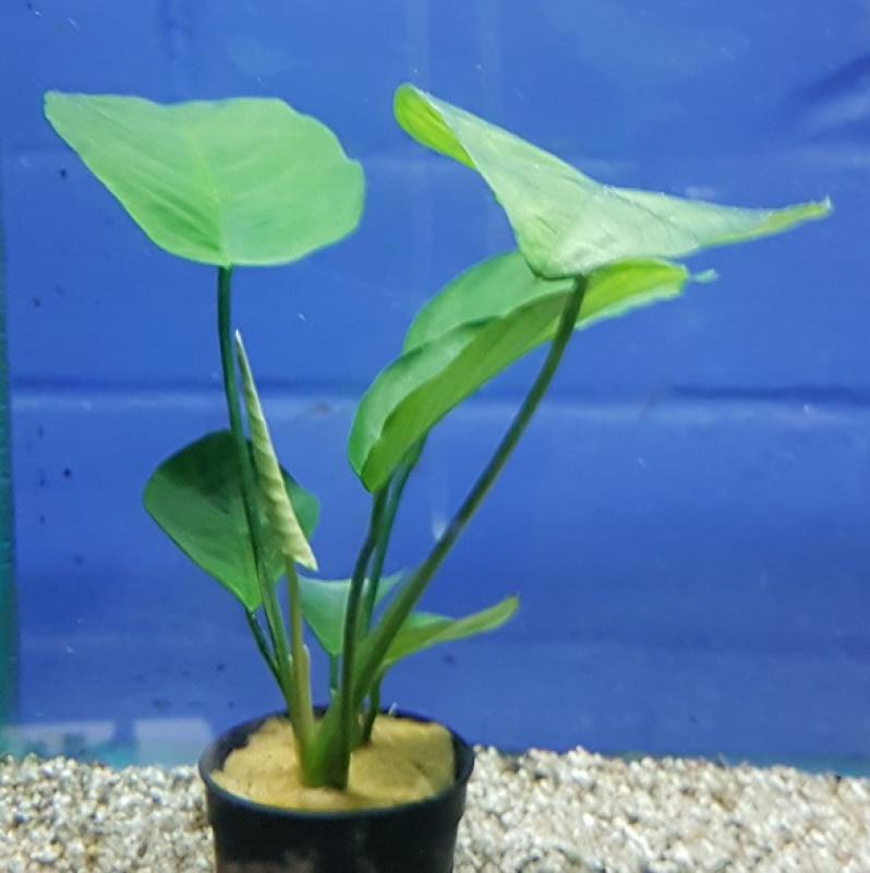 Anubias Barteri - Anubias Barteri