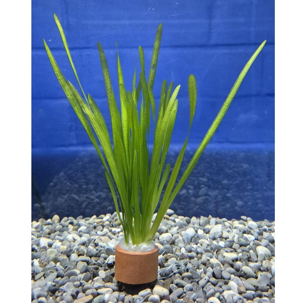 Vallisneria spiralis - Vallisneria spiralis