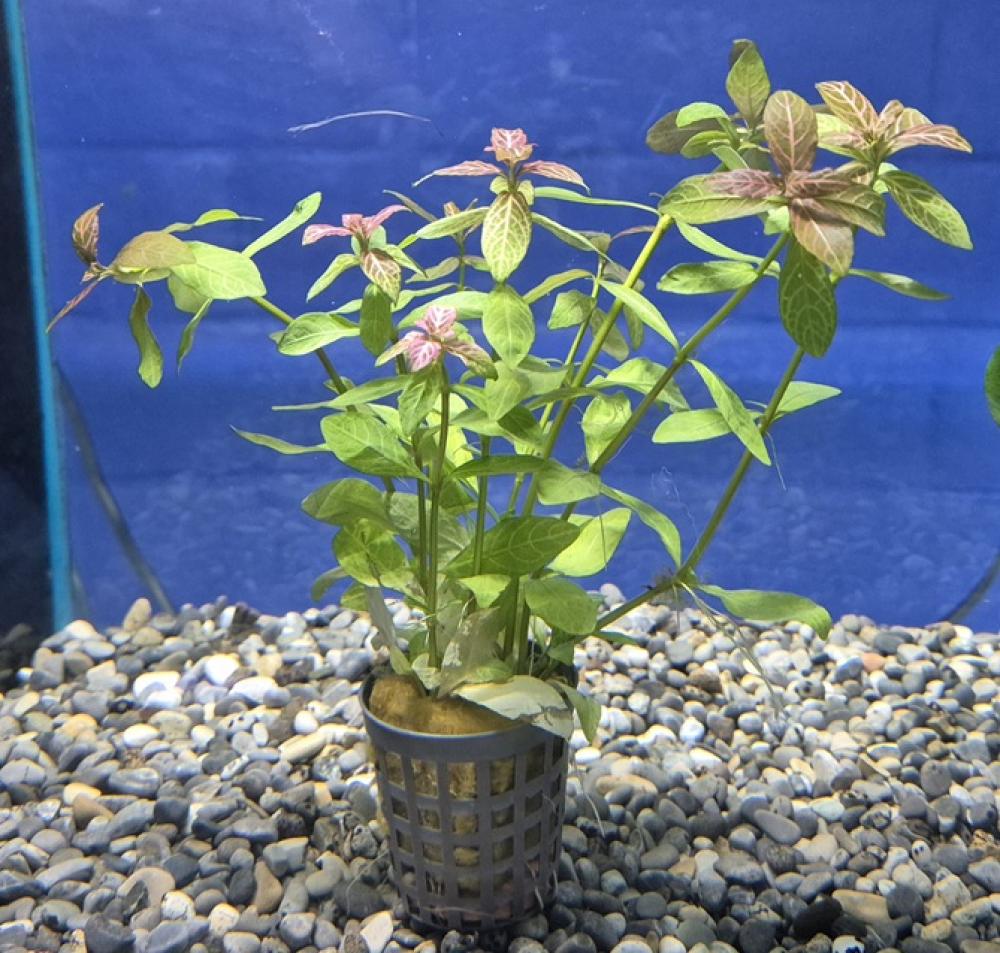 Hygrophila rosae australis - Hygrophila rosae australis