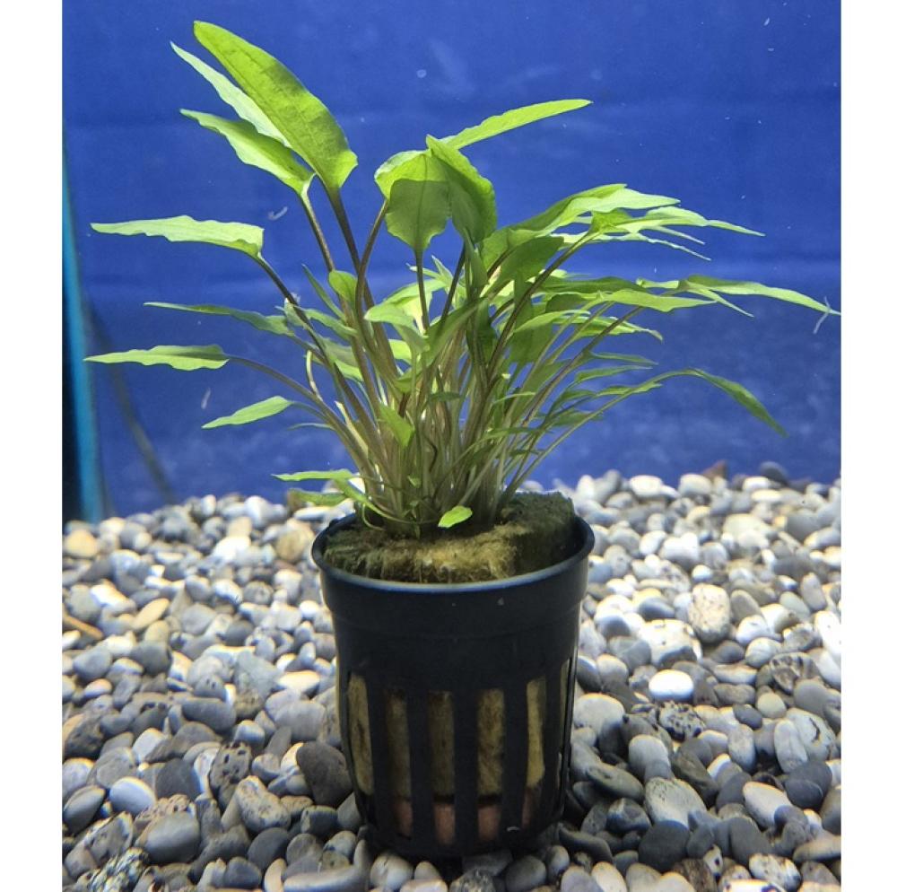 Cryptocoryne wendtii “groen” - Cryptocoryne wendtii “groen”