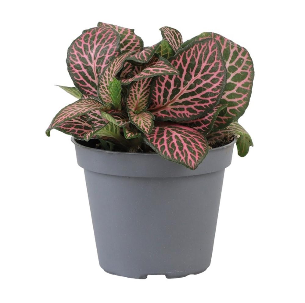 Terra plants - Terra plants