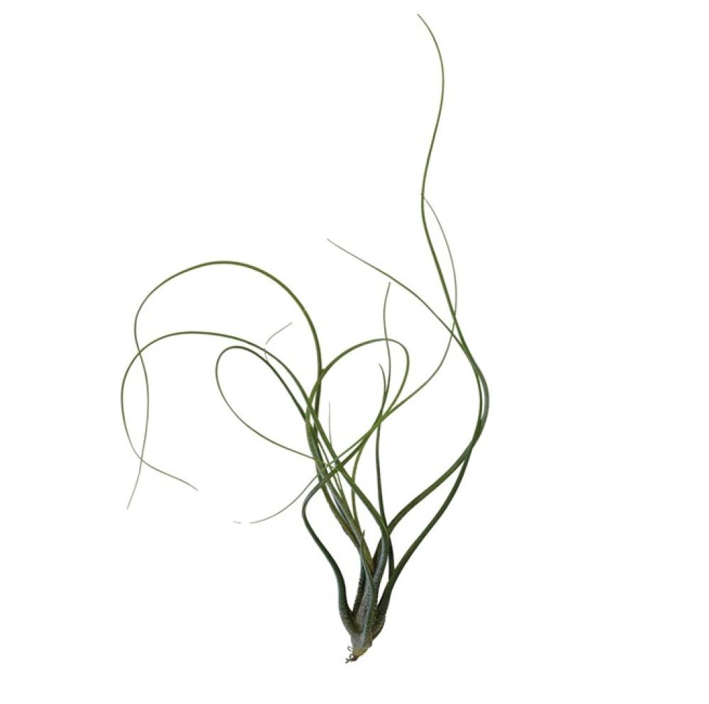 Terra plants - Terra plants