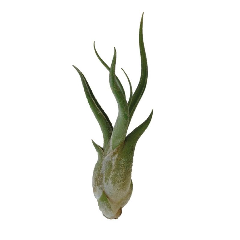 Terra plants - Terra plants