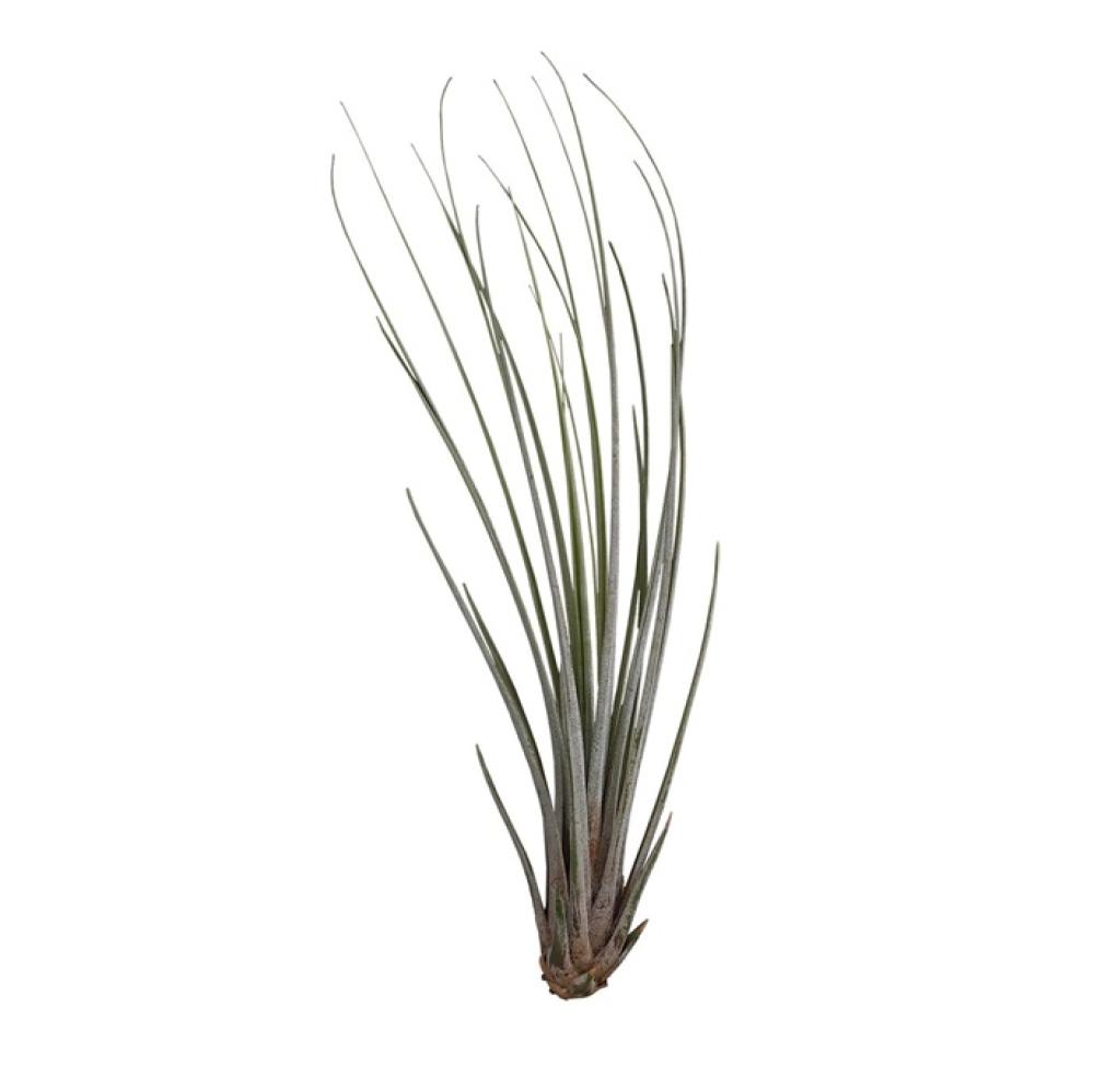 Terra plants - Terra plants