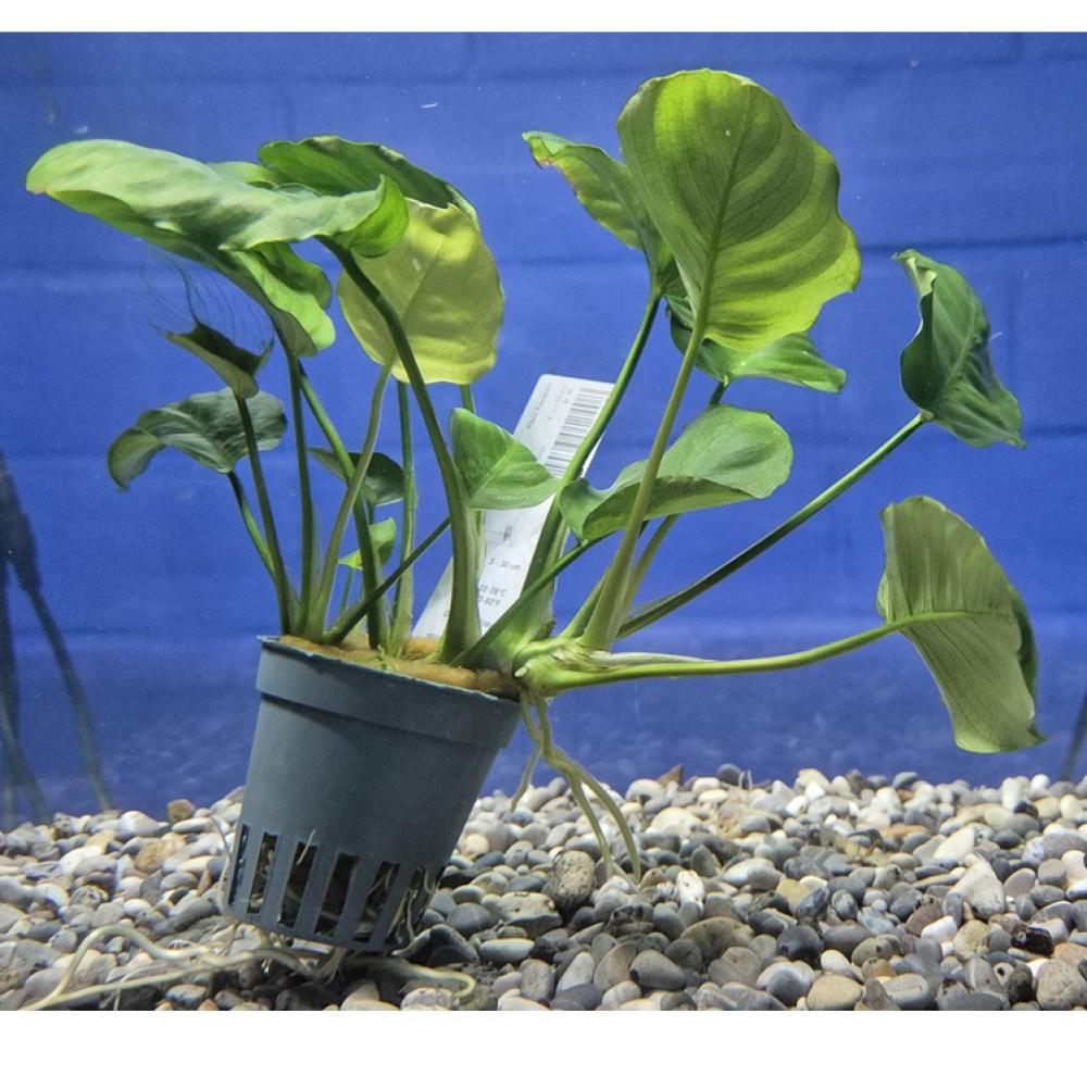 Anubias Barteri sp “coin leaf” - Anubias Barteri sp “coin leaf”