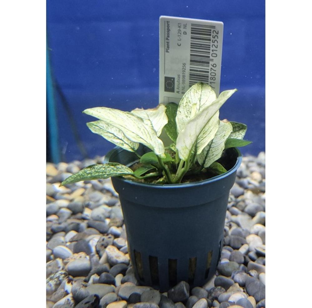 Anubias barteri var. Nana Pinto - Anubias barteri var. Nana Pinto