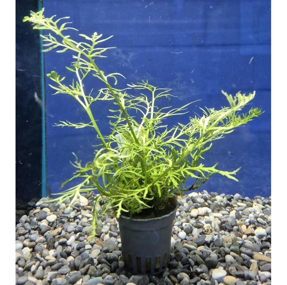 Ceratopteris thalictroides - Ceratopteris thalictroides